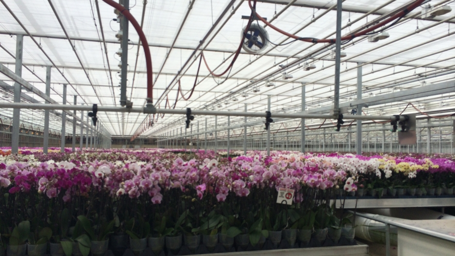 Ohio's moderate temperatures are ideal for growing orchids. Ohio's moderate temperatures are ideal for growing orchids.